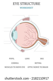 Medical structure of the eye. Learning words. Education worksheet. Education chart of biology for eye. Vector illustration.