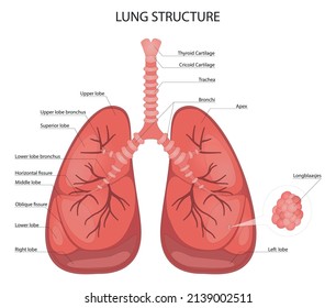 Medical structure of the lungs. Structure of human lungs with description of the corresponding parts. Vector illustration.  Anatomical vector illustration in flat style isolated over white background.