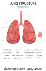 Medical structure of the lungs. Learning words. Education worksheet. Education chart of biology for lungs. Vector illustration.