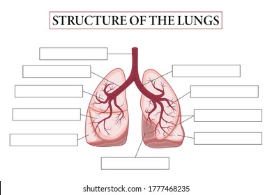 Medical structure of the lungs. Think and write. Write structure of the lungs. Learning words. Education worksheet.  Education chart of biology for lungs. Vector illustration.