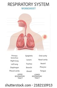 Estructura médica del sistema respiratorio. Aprendiendo palabras. Hoja de trabajo de educación. Gráfica educativa de biología para el sistema respiratorio. Ilustración vectorial.