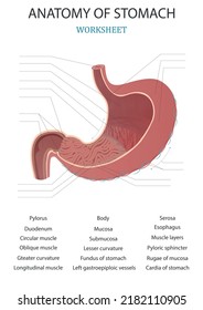 Medical structure of the stomach. Learning words. Education worksheet. Education chart of biology for stomach. Vector illustration.