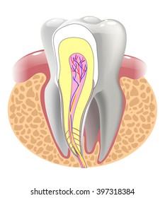 medical structure of the tooth,  illustration