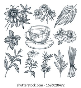 Medical tea herbs set, isolated on white background. Vector hand drawn sketch illustration. Cup with natural healthy herbal beverage and ingredients collection.