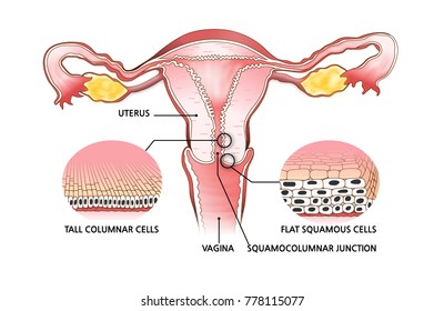 medical uterus vector