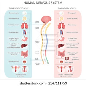 Diagrama del vector médico del sistema nervioso humano. Nervios parasimpáticos y simpáticos y órganos internos conectados a través del cerebro y la médula espinal. Ilustración vectorial médica.