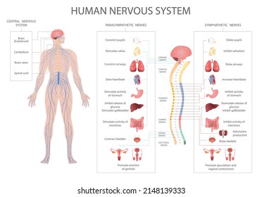 Medical vector diagram of the human nervous system. Parasympathetic and sympathetic nerves and connected internal organs through the brain and spinal cord. Central nervous system.