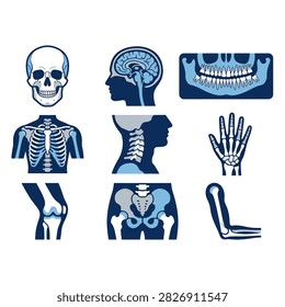 Medical vector icons featuring human skeletal anatomy and organs