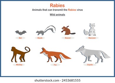 Medical vector illustration in flat style. The concept of rabies vectors from wild animals such as bats, skunks, beavers, raccoons, monkeys, wolves, foxes, coyotes.