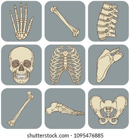 Medical vector illustration of the human bones pack