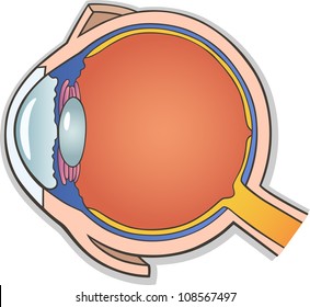 Medical Vector Illustration Of Human Eye Ball Cross Section