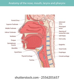 Medical vector illustration of human oral and nasal anatomy.