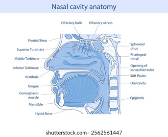 Medical vector illustration of human oral and nasal anatomy.