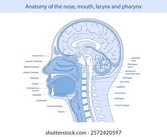 Medical vector illustration of human oral and nasal anatomy.