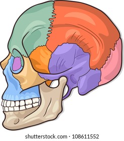 Medical Vector Illustration of Human Skull Bones Graphic Diagram