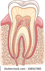 Medical Vector Illustration of Human Tooth Cross Section