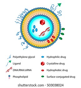 Medical Vector Illustration Of Liposomes Drug Delivery System