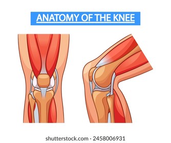 Medical Vector Infographics Detailing The Anatomy Of The Knee Joint, Showcasing Bones, Ligaments, Cartilage, And Muscles