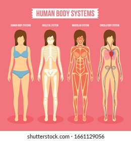 Medical woman body anatomy vector illustration.