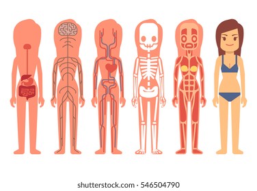 Medical woman body anatomy vector illustration. Skeleton, muscular, circulatory, nervous and digestive systems