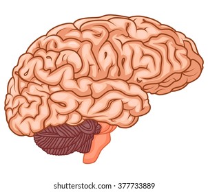 medically accurate illustration of the brain