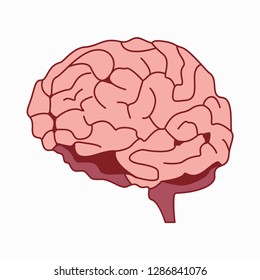 medically accurate illustration of the brain design vector illustration