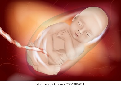 Medically Accurate illustration of a Human Fetus week 40. Baby in the womb of a pregnant mother. Front view. 