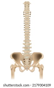 Ilustración médicamente exacta del sistema esquelético - la cadera, la pelvis y la columna vertebral. Vista frontal. Gráfico anatómico.