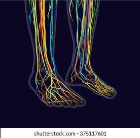 Medically accurate vector illustration of human feet, includes nervous system, veins, arteries, etc.