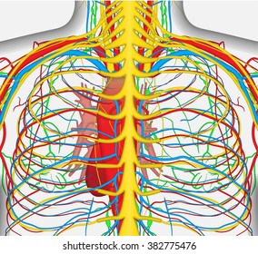 Medically accurate vector illustration of human back chest, includes nervous system, veins, arteries, heart, etc.