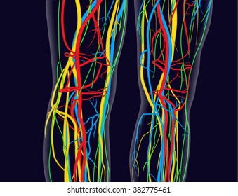 Medically accurate vector illustration of knees and legs, includes nervous system, veins, arteries, heart, etc.
