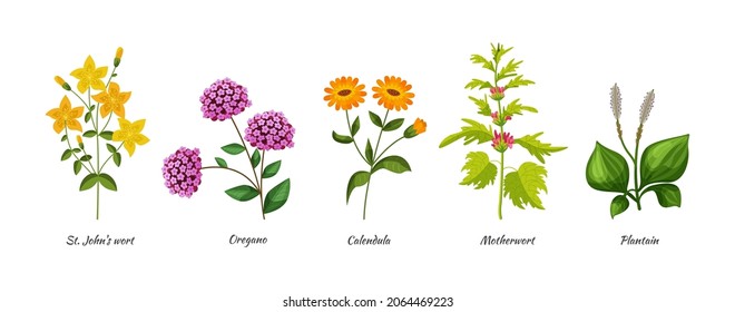 Medicals wildflower set. Botanical blossom herbs and flower for natural treatment. oregano, calendula, motherwort, plantain, st John's wort. Nature botany plants flat vector