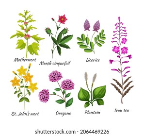 Medicals wildflower set. Botanical blossom herbs and flower for natural treatment. Motherwort, marsh cinquefoil, licorice, st John's wort, oregano, plantain, Ivan tea. Nature botany plants flat vector