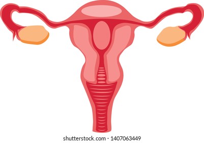 medicin illustration in vector female reproductive system