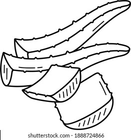 Medicinal Aloe Vera. Vector outline illustration. - Shutterstock ID 1888724866