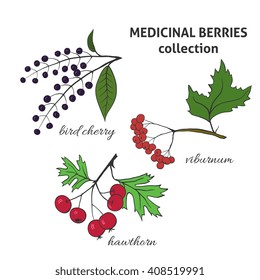 Medicinal berry collection. Bird cherry, viburnum, hawthorn. Health and nature set. 