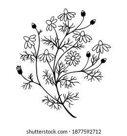 Medicinal Field Chamomile. Vector stock illustration eps10. Hand drawing.