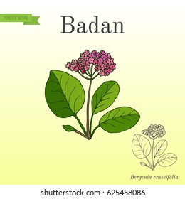 Medicinal and garden plant bergenia (badan, Siberian tea, elephant-ears). Hand drawn botanical vector illustration