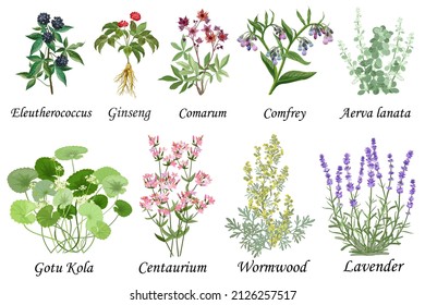 Medicinal and healing herbs collection. Hand drawn set of botanical vector illustrations, isolated on white.