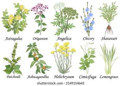 Medicinal and healing herbs collection. Hand drawn set of botanical vector illustrations, isolated on white.