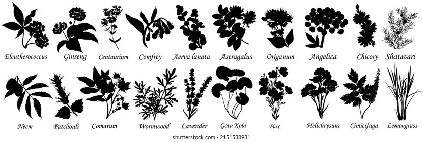 Medicinal and healing herbs, set of botanical vector silhouettes. 