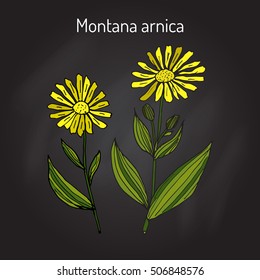 Medicinal herb arnica montana. Hand drawn botanical vector illustration