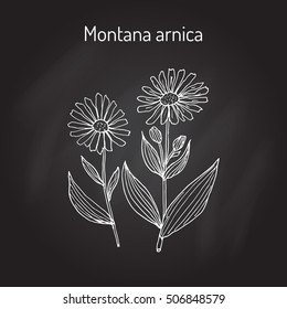 Medicinal herb arnica montana. Hand drawn botanical vector illustration