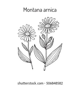 Medicinal herb arnica montana. Hand drawn botanical vector illustration