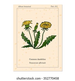 Medicinal herb common dandelion, old book page. Vector illustration