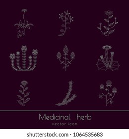 medicinal herb, contour icon isolated on black background