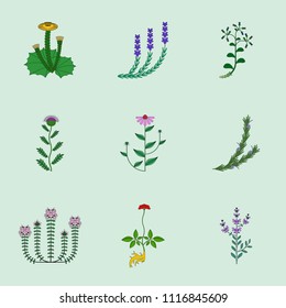 Medicinal herb, contour icon on  green background