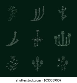 medicinal herb, linear icons isolated on black background