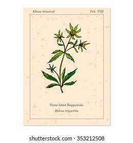 Medicinal herb Three-lobe Beggarticks (or Three-part Beggarticks, or Leafy-bracted Beggarticks or Trifid Bur-marigold). Old book page. Vector illustration