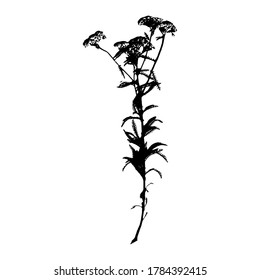 Medicinal herb yarrow. Silhouette of natural herb yarrow. Botanical vector illustration.